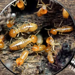 Bye Bye Bugs LA - Detailed termite inspection and structural pest control services in Los Angeles.