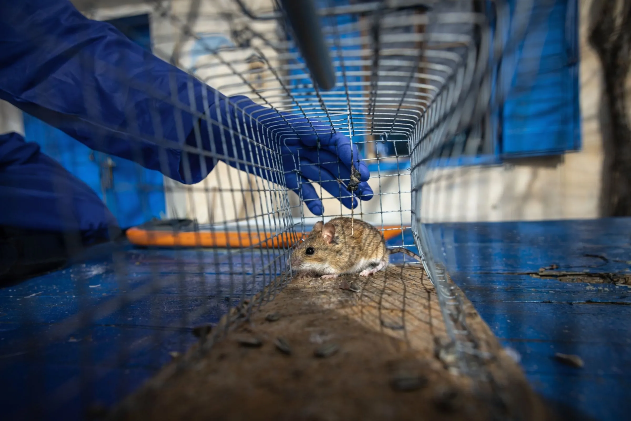 Aplicación de tratamiento de precisión en grietas para evitar la entrada de roedores y animales silvestres.